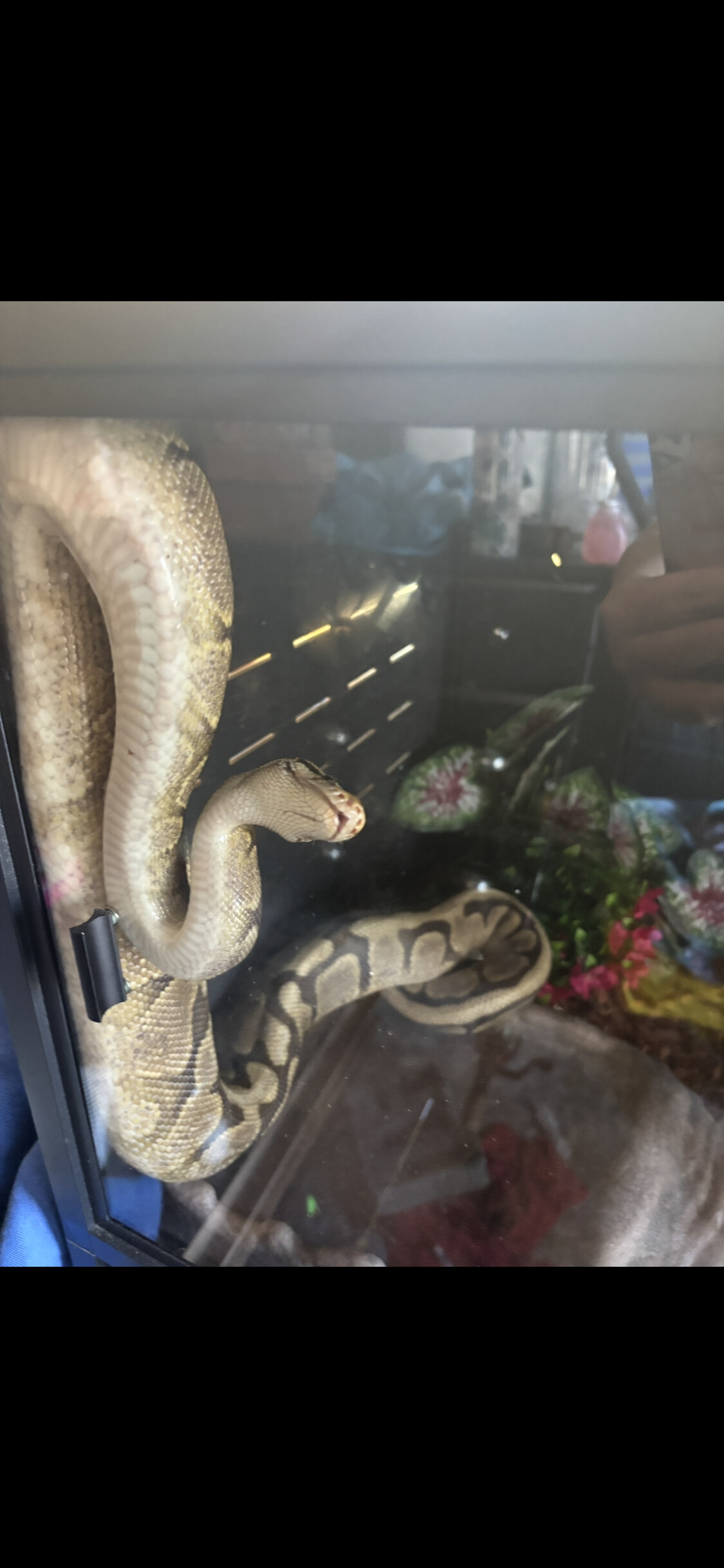 Newer ball owner looking for advice? - Ball Pythons - MorphMarket ...