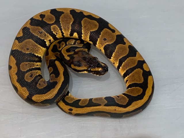 Confusion Female Ball Python by Brock Wagner Reptiles