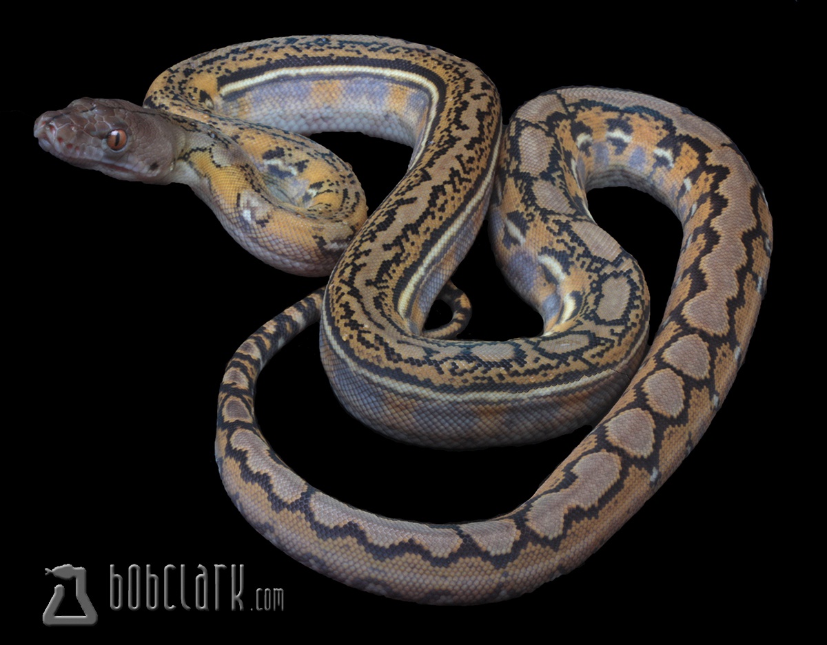 Hypo Fire Reticulated Python by Bob Clark Reptiles