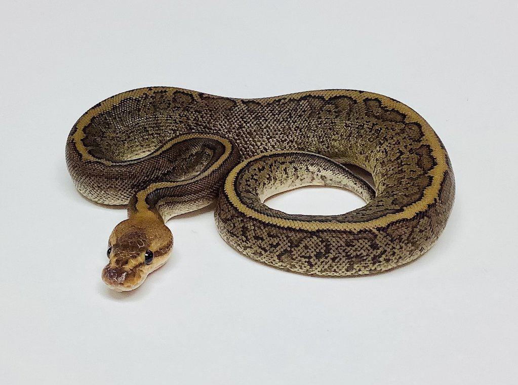 Camo Ball Python by BHB Reptiles