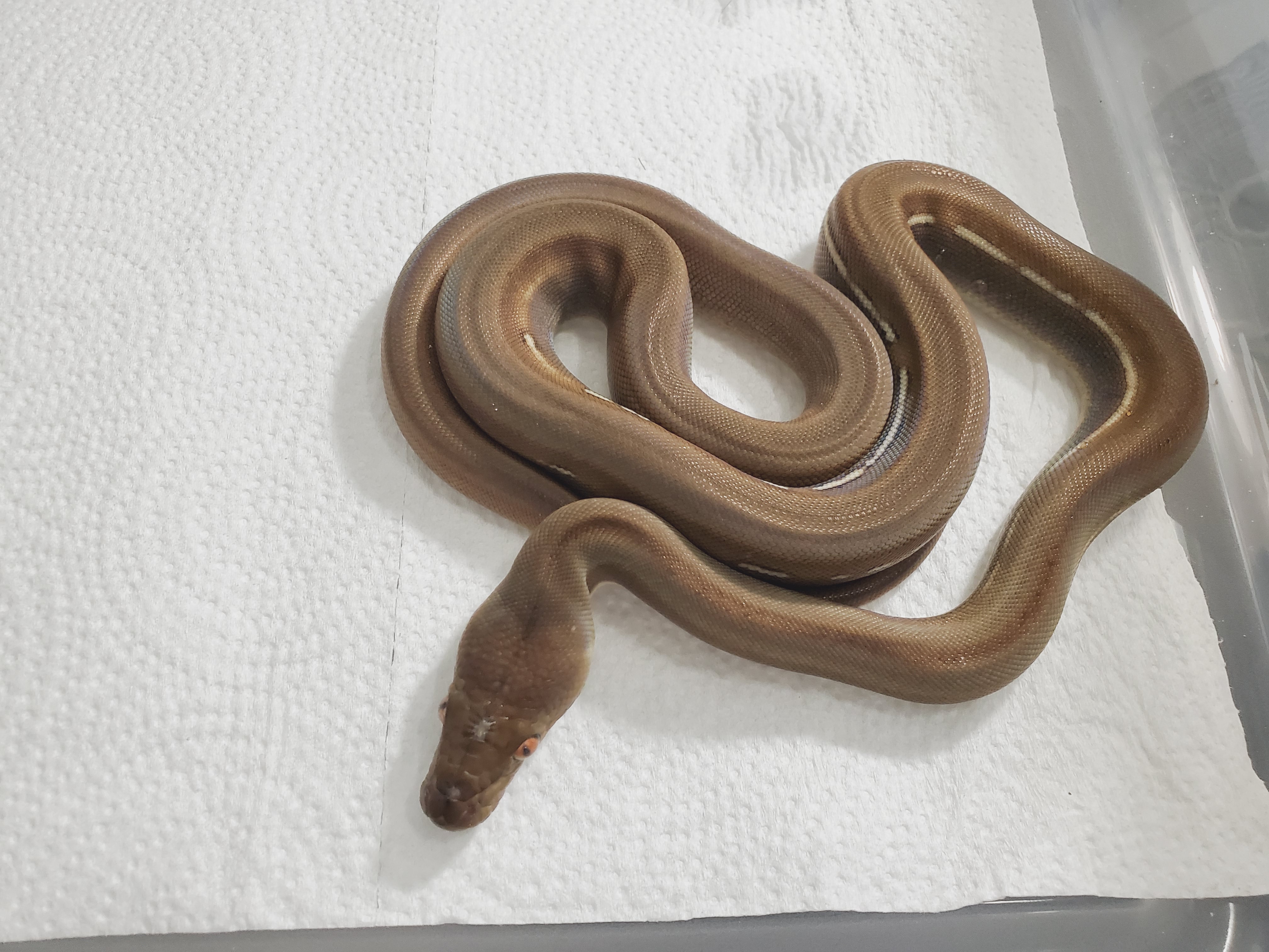 Titanium Reticulated Python by LowCountry Retic