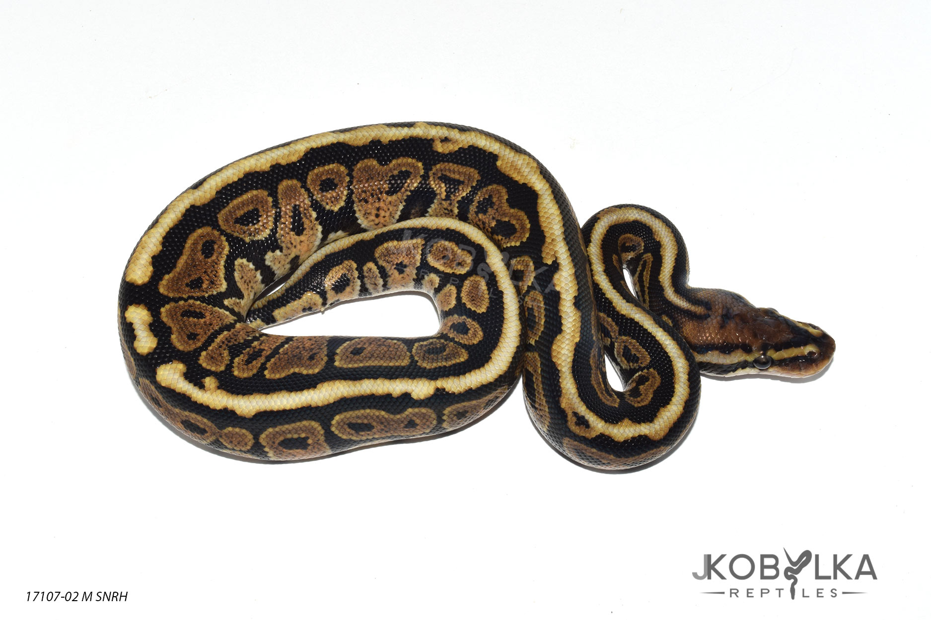 Spotnose Redhead Ball Python by J.Kobylka Reptiles