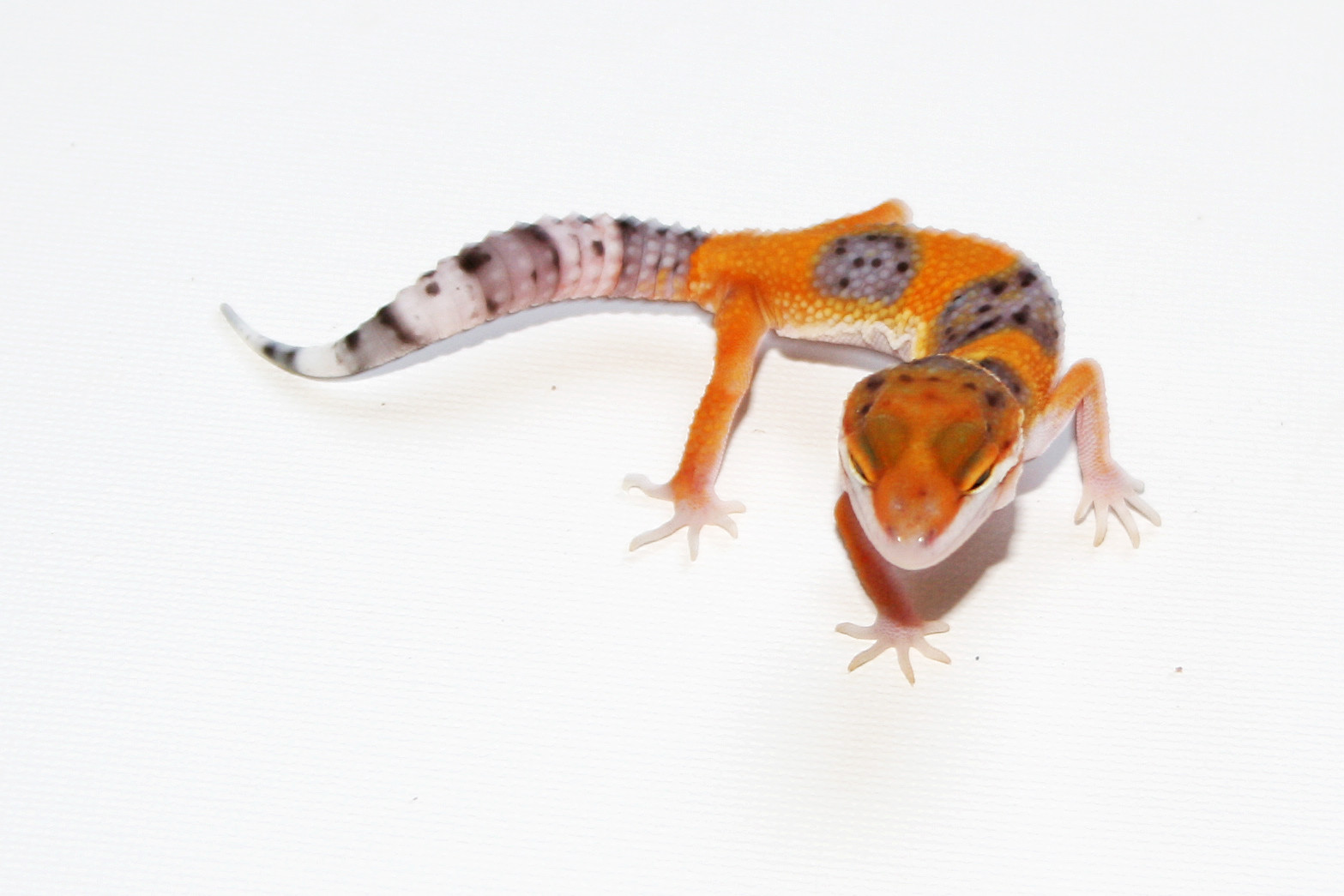 Electric Leopard Gecko by Geckoqueen