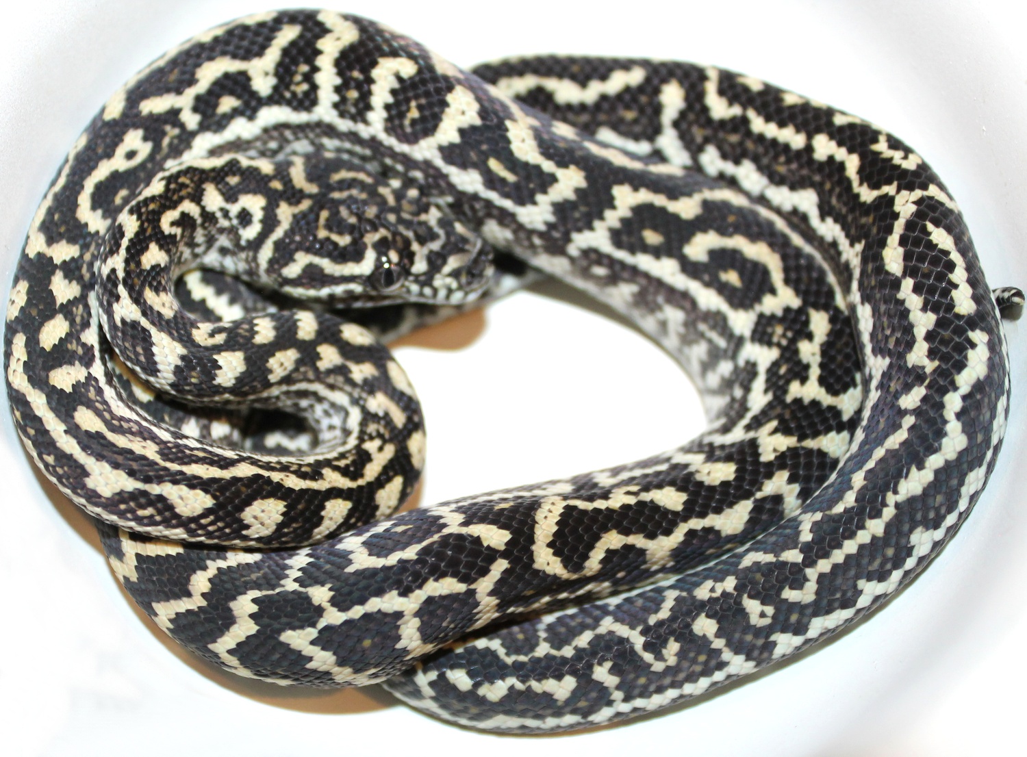 Ivory Zebra Jungle Carpet Python by Inland Reptile