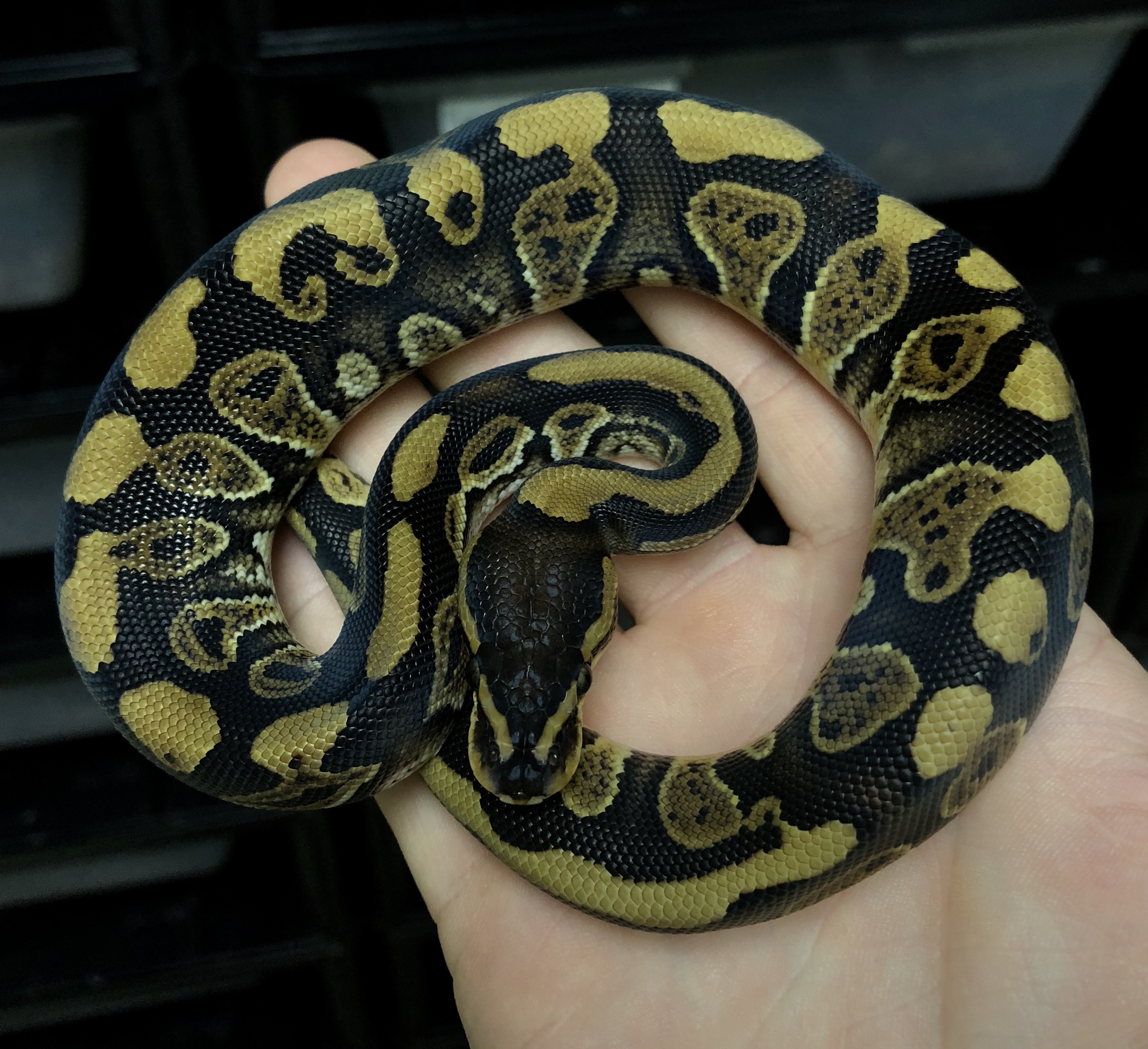 Wookie Ball Python by Genetic Innovations