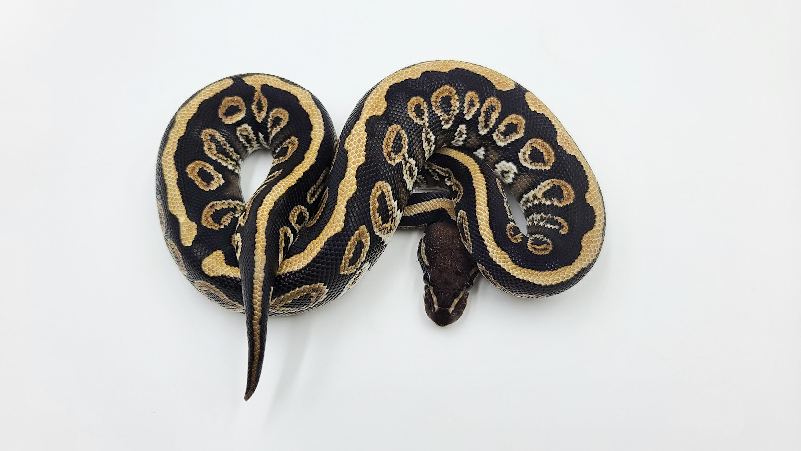 Black Lace Ball Python by The Royal Pythons