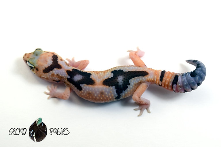 White Out Zulu 66% Het Caramel 50% Het Oreo African Fat-Tailed Gecko by Gecko Babies