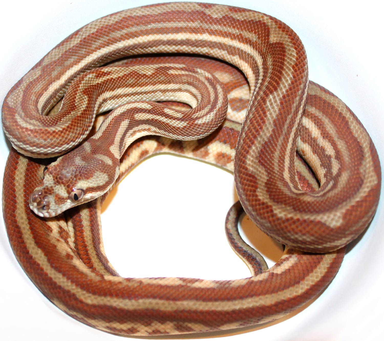 Hypo Genetic Stripe Centralian Carpet Python by Inland Reptile