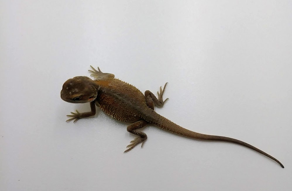Male Witblits Central Bearded Dragon by Florida Grown Reptiles