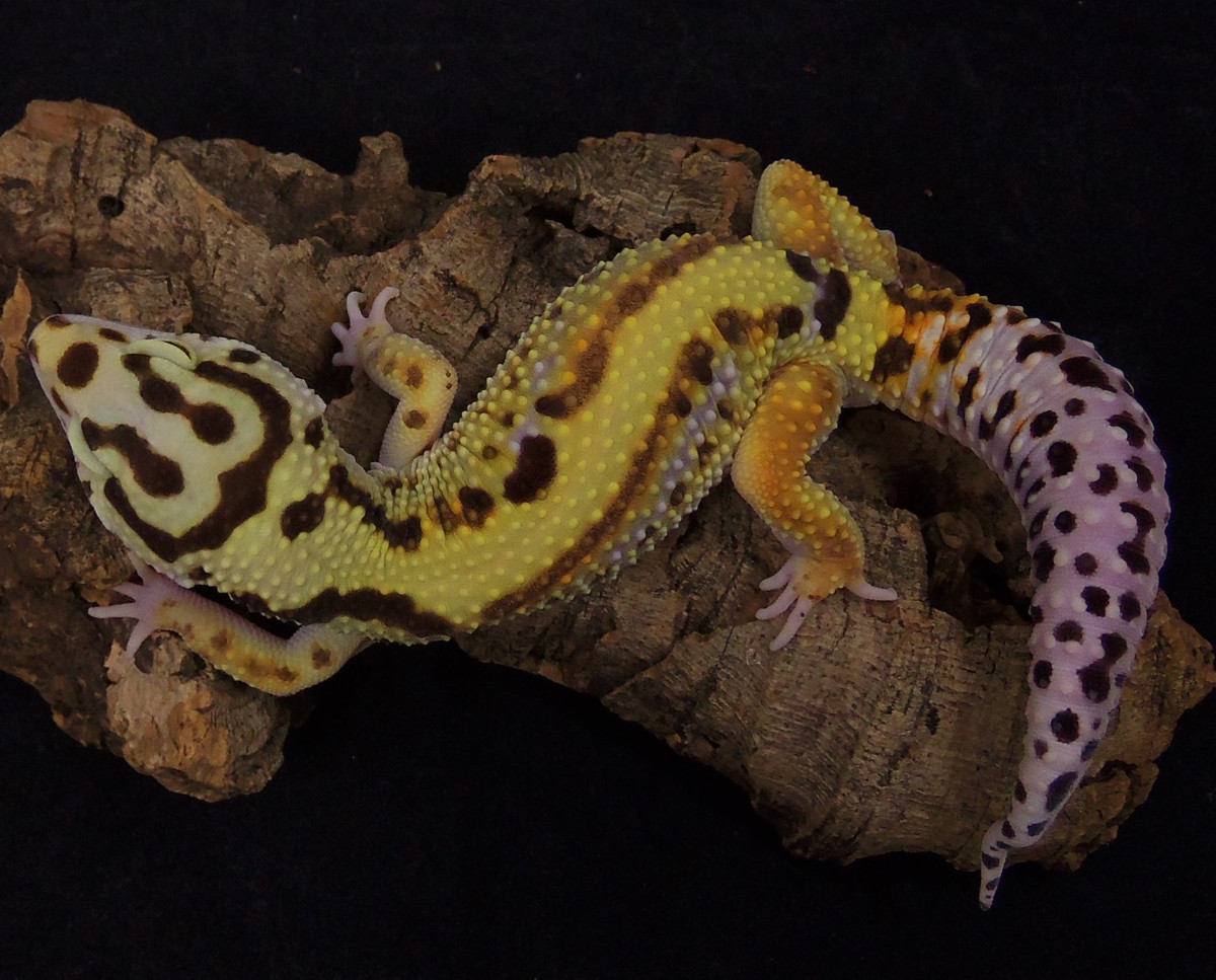 Bold - Leopard Gecko Traits - Morphpedia