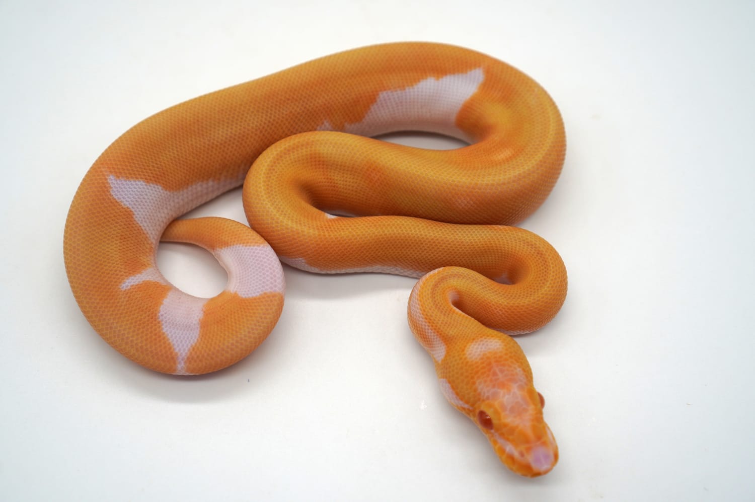 Super Orange Dream YB Enchi Leopard Pastel Candino Pied Ball Python by Ozzy Boids LLC