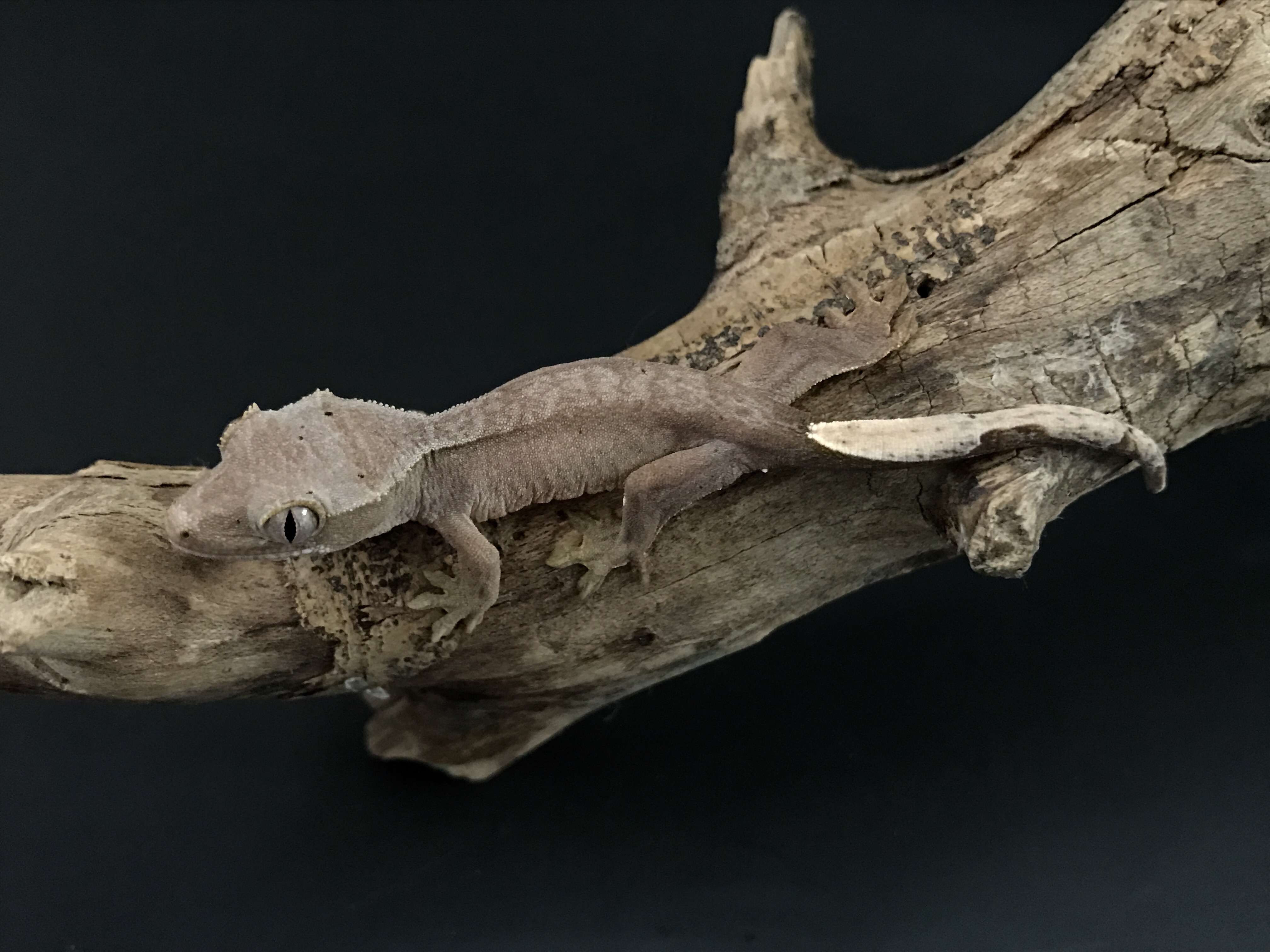 Patternless Crested Gecko by Green Stuff Exotics