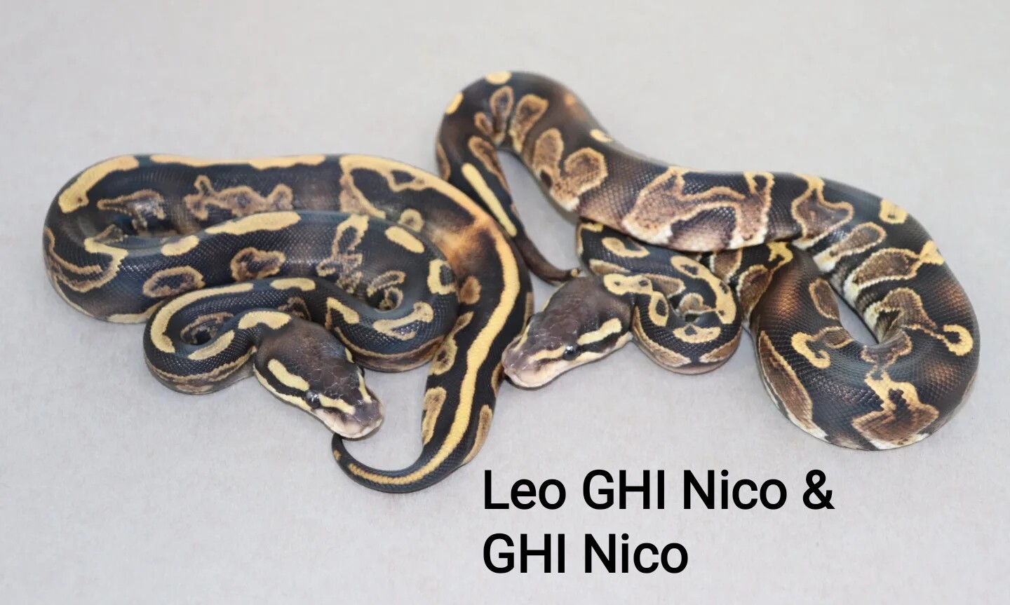 Leo Ghi Nico and Ghi Nico by DNJ Pythons