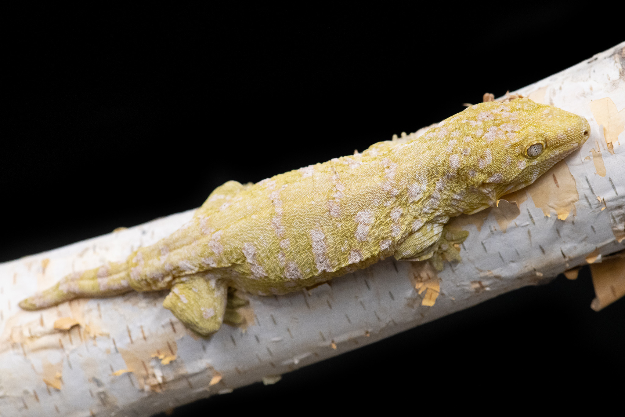 Brosse Leachianus Gecko by Reptzilla