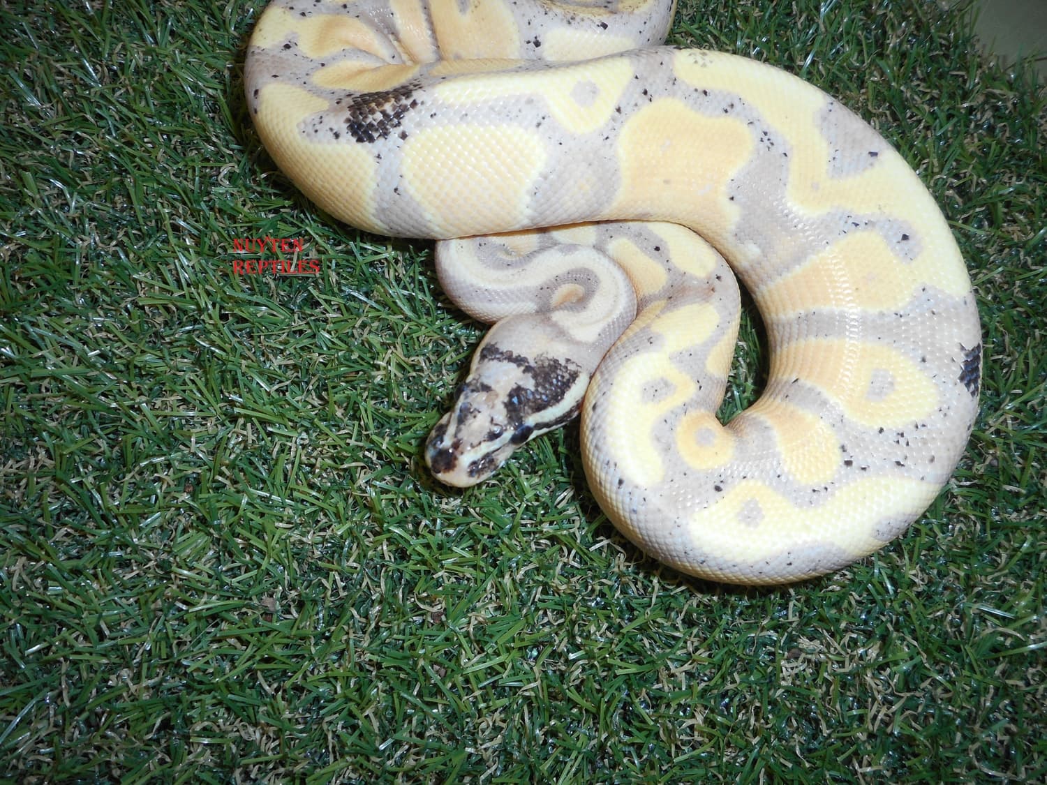 Whitewash Ball Python Traits Morphpedia