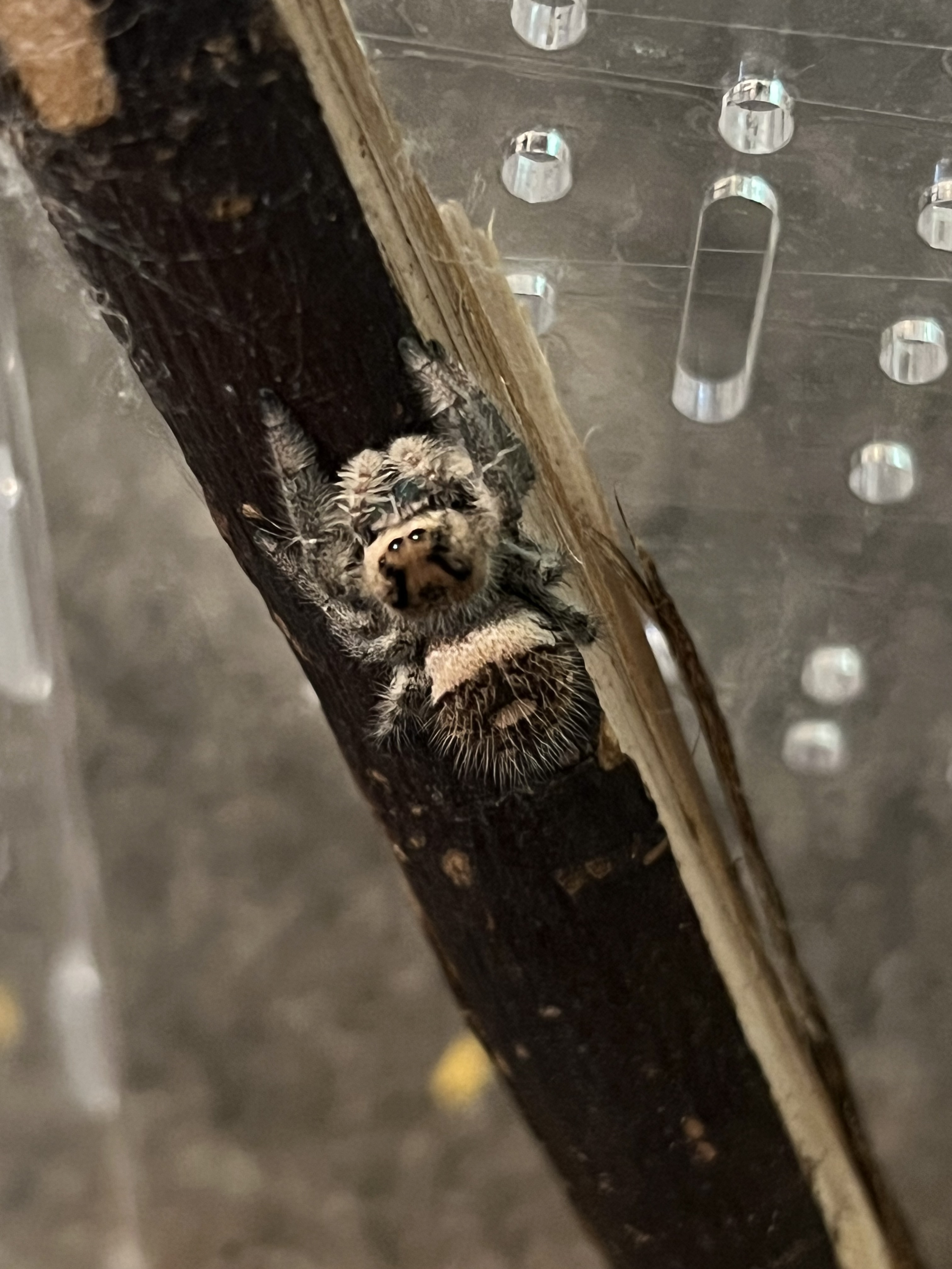 Suggestions for jumping spider enclosures - Invertebrates - MorphMarket  Reptile Community