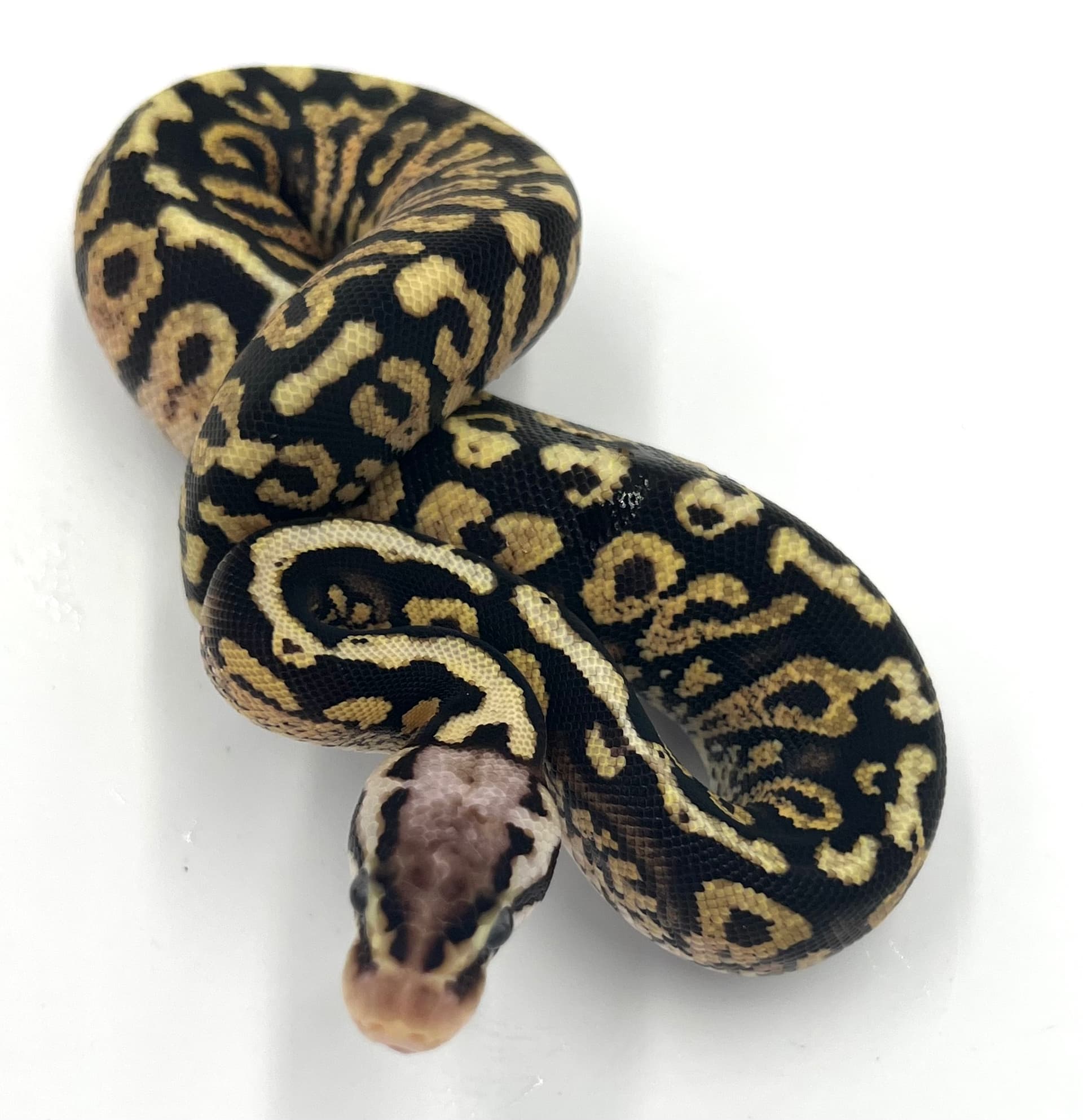 Pastel Spotnose Paint by Wreck Room Snakes