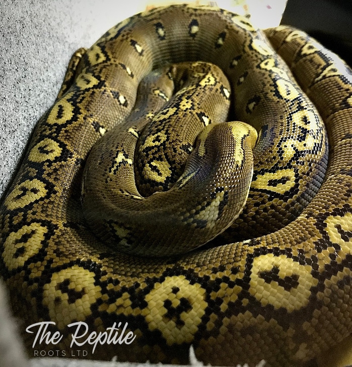 Phantom Reticulated Python by The Reptile Roots Ltd.
