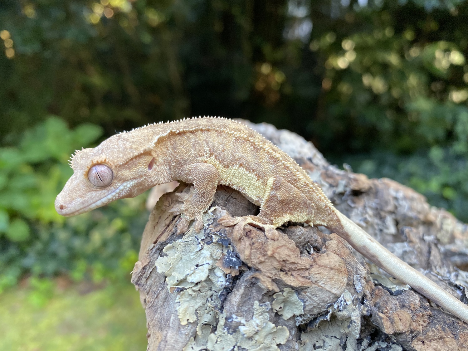 Phantom Lilly White Crested Gecko by Kawaii Reptiles