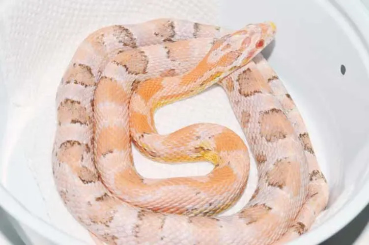 Paradox Strawberry Red Factor Snow by VMS Professional Herpetoculture