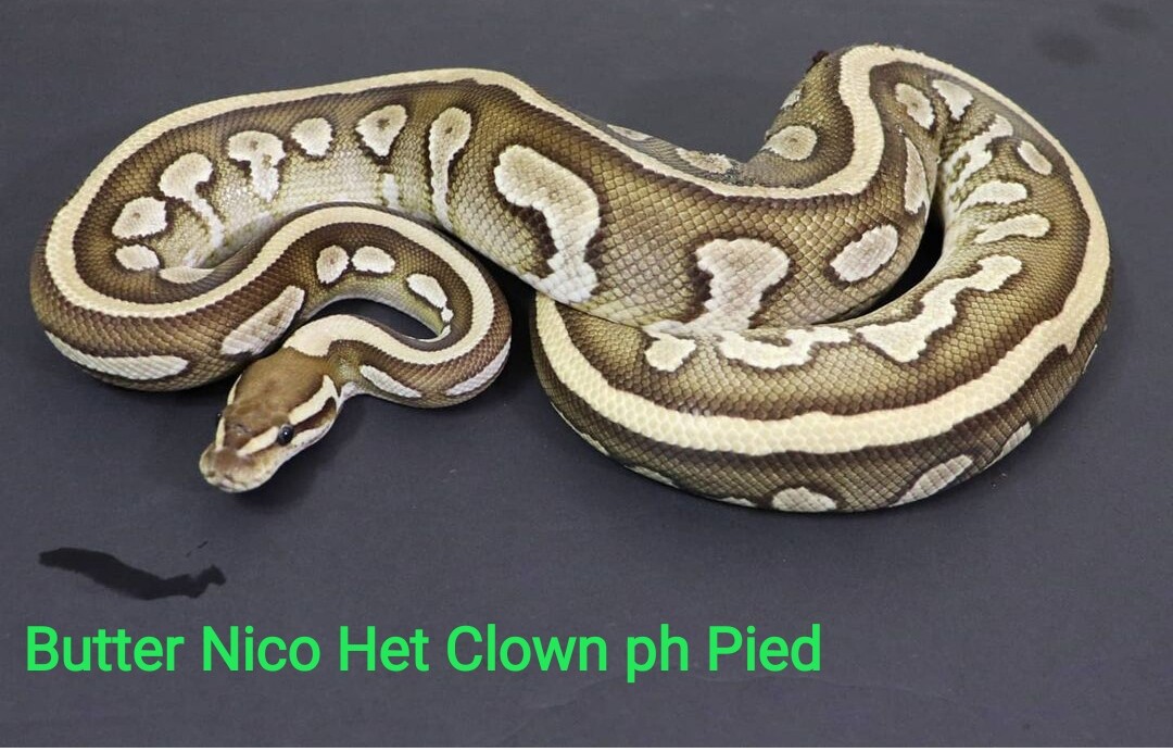 Butter Nico het Clown PH Pied by DNJ Pythons