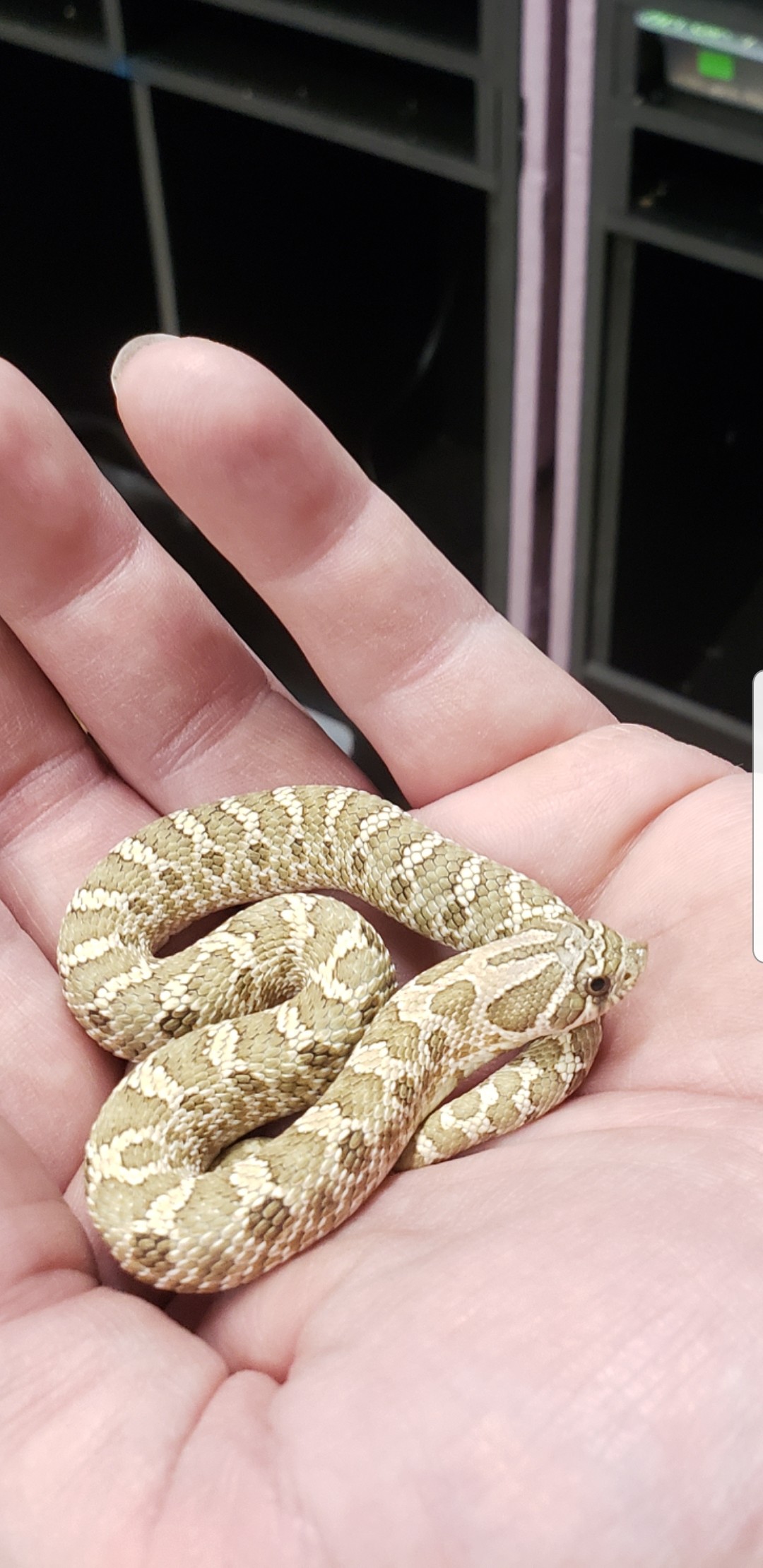 Lemon Ghost Western Hognose by S and C reptiles