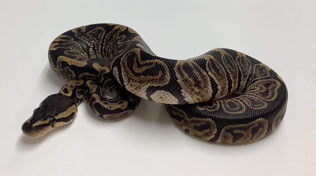 GHI Ball Python by BHB Reptiles