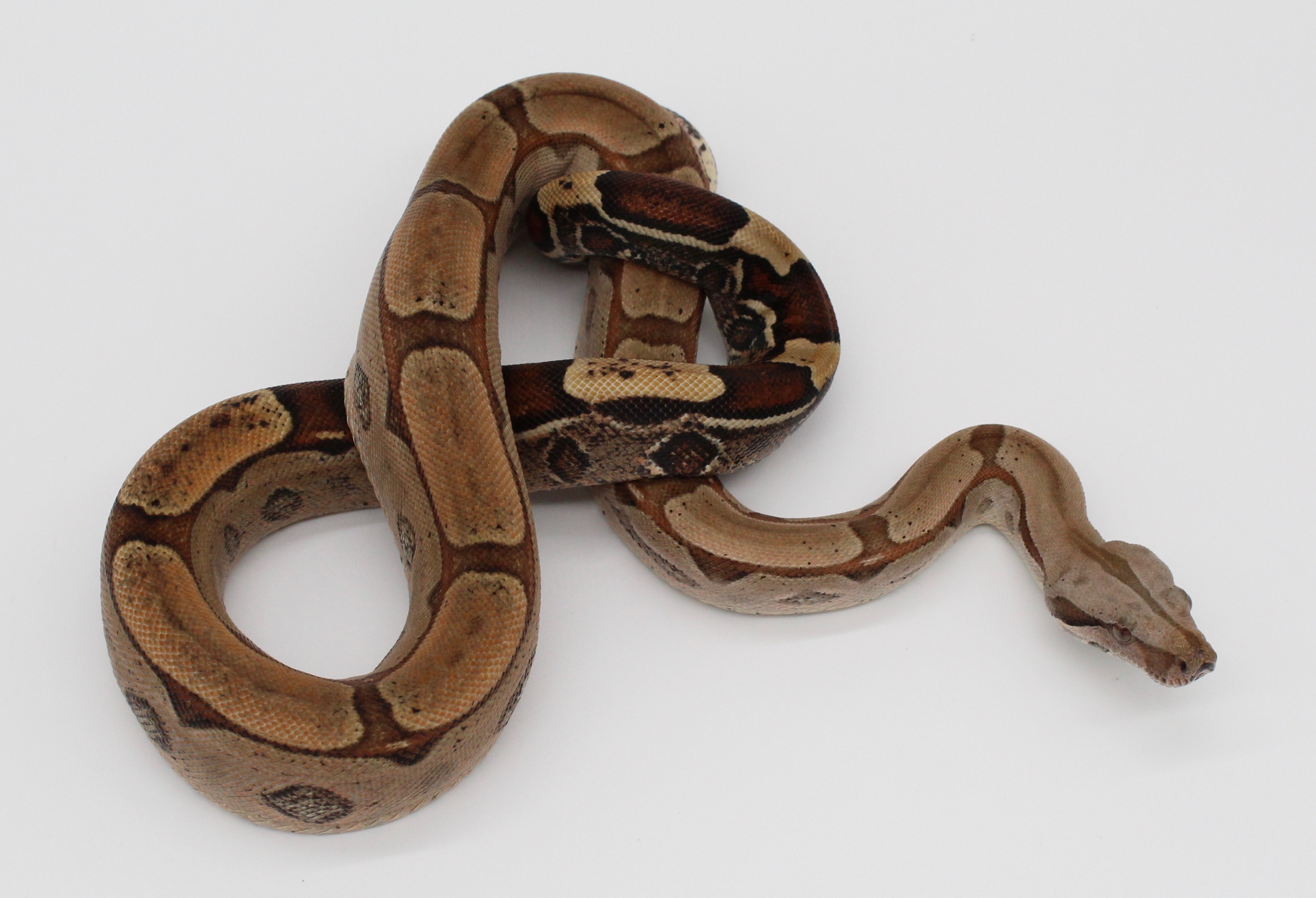 Keywest Boa Constrictor by Pro Herps