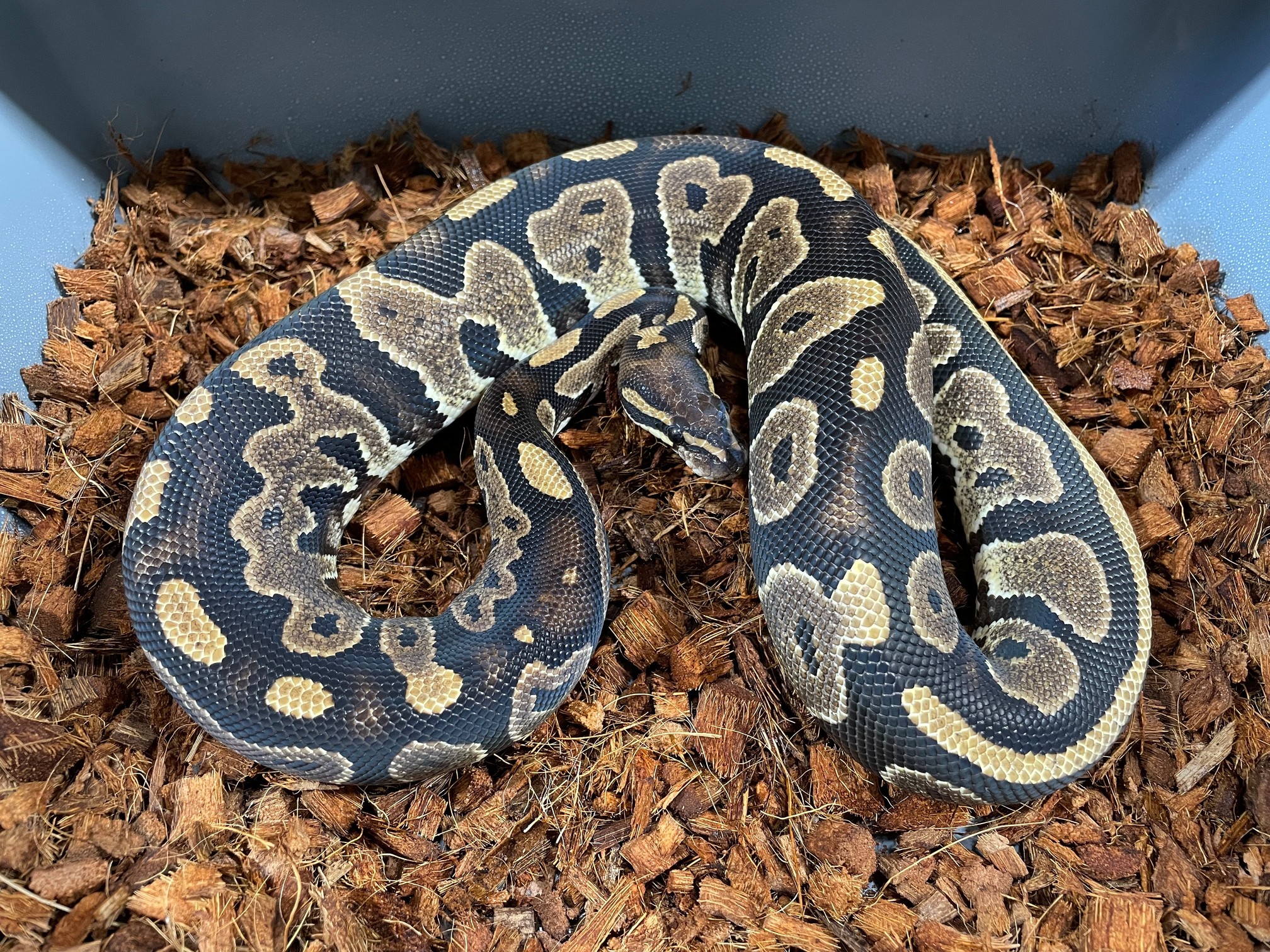 Sapphire Ball Python by TRIGG Reptiles