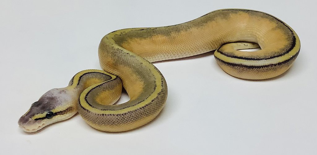 Super Pastel Genetic Stripe Ball Python by BHB Reptiles