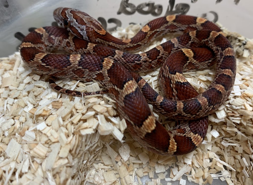 Bloodred Corn Snake by BHB Reptiles