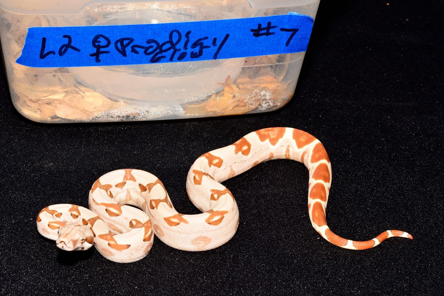 Prodigy T+ Sunglow Boa Constrictor by Mainely Boas