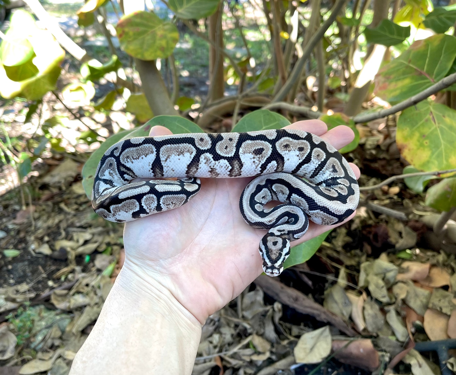 VPI Axanthic Calico Spotnose Ball Python by Adam Chesla Reptiles