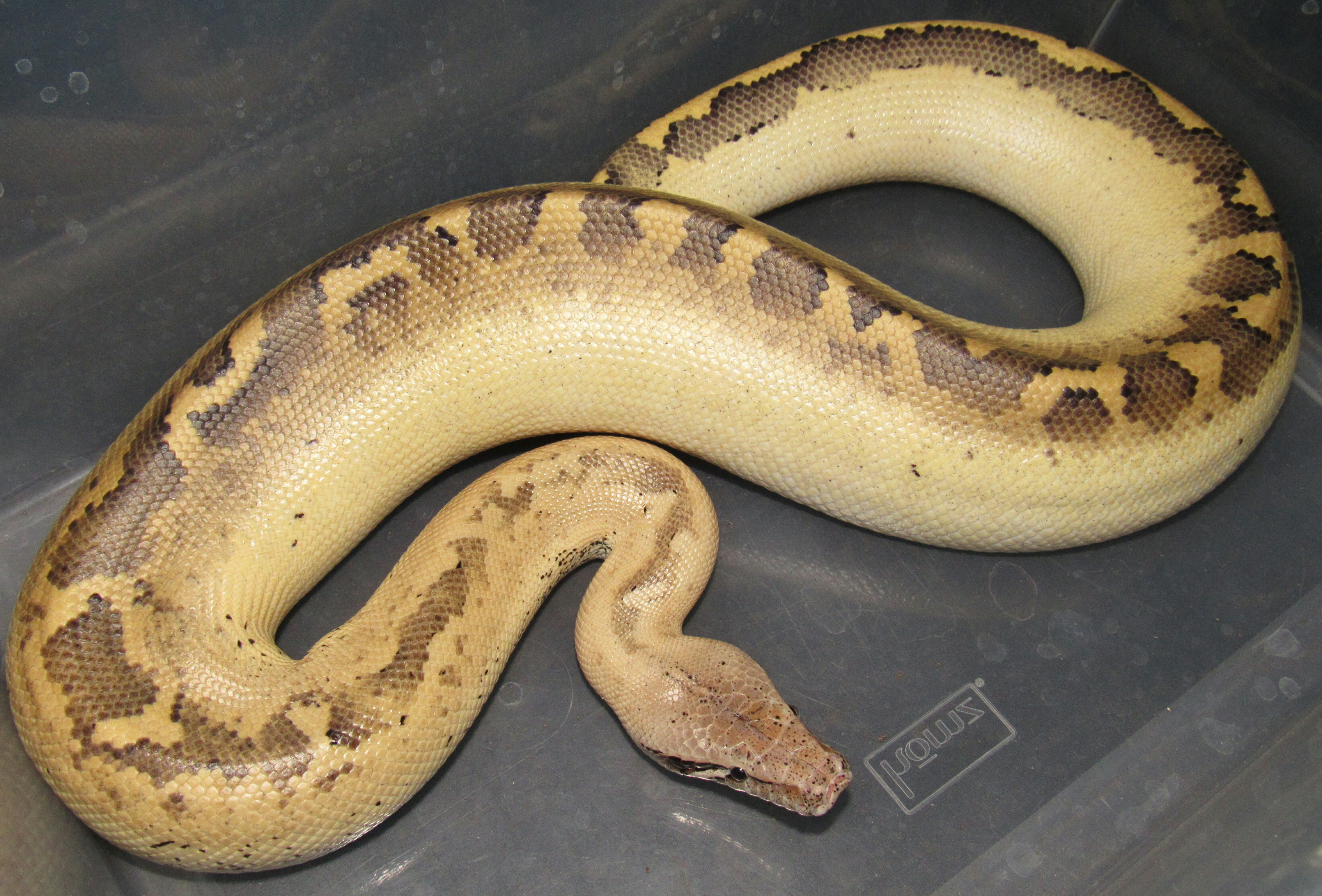Ivory Blood Python by Wallflower Herpetoculture