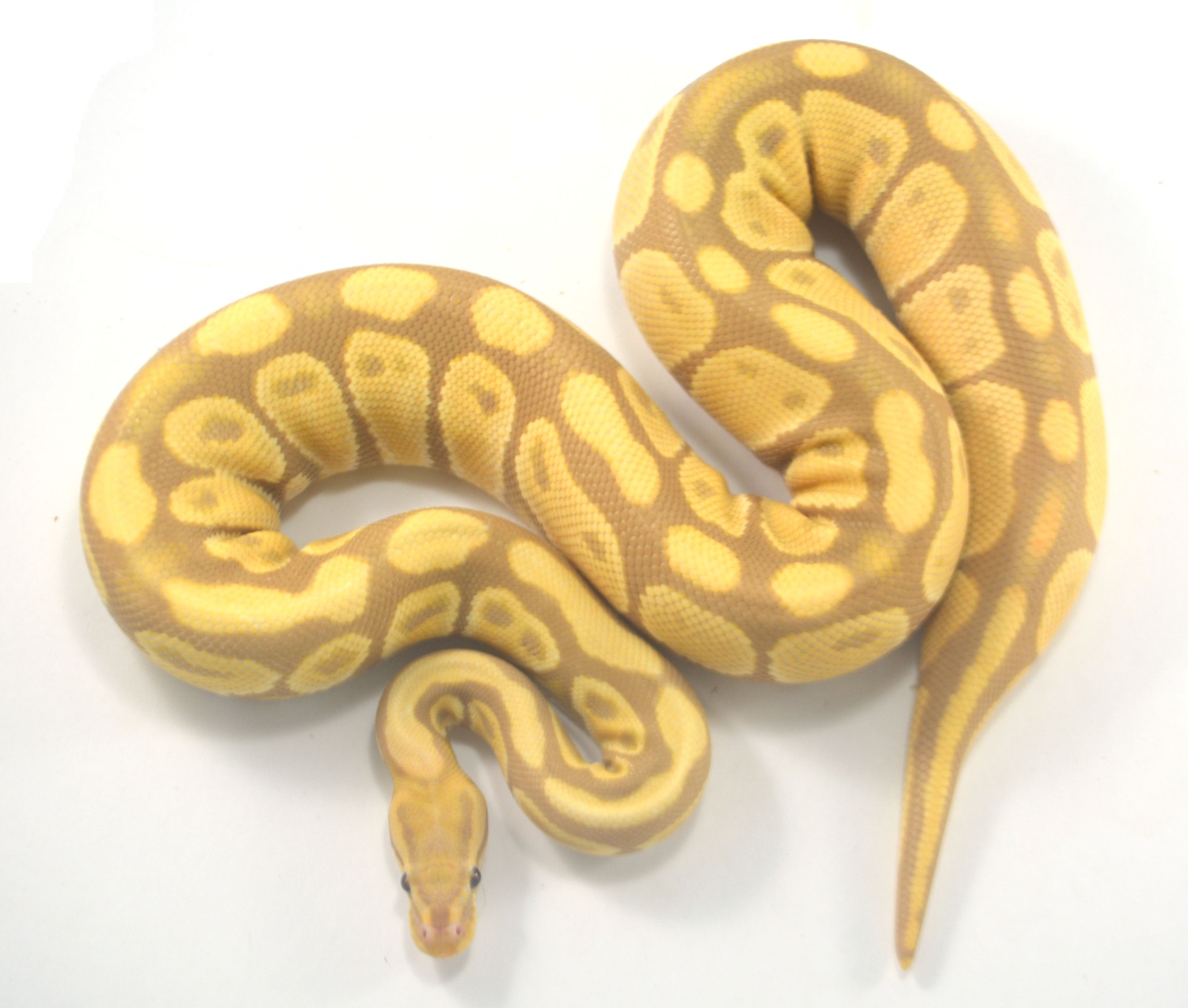 Candy Ball Python by ReptileKreations