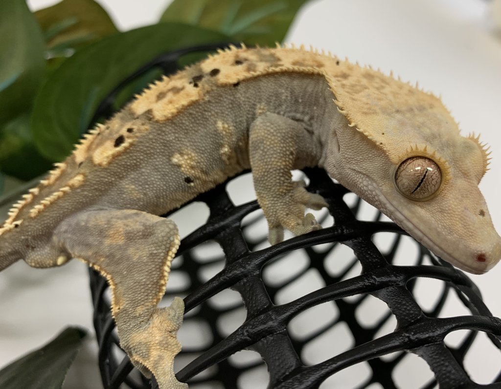 Normal Crested Gecko by BHB Reptiles