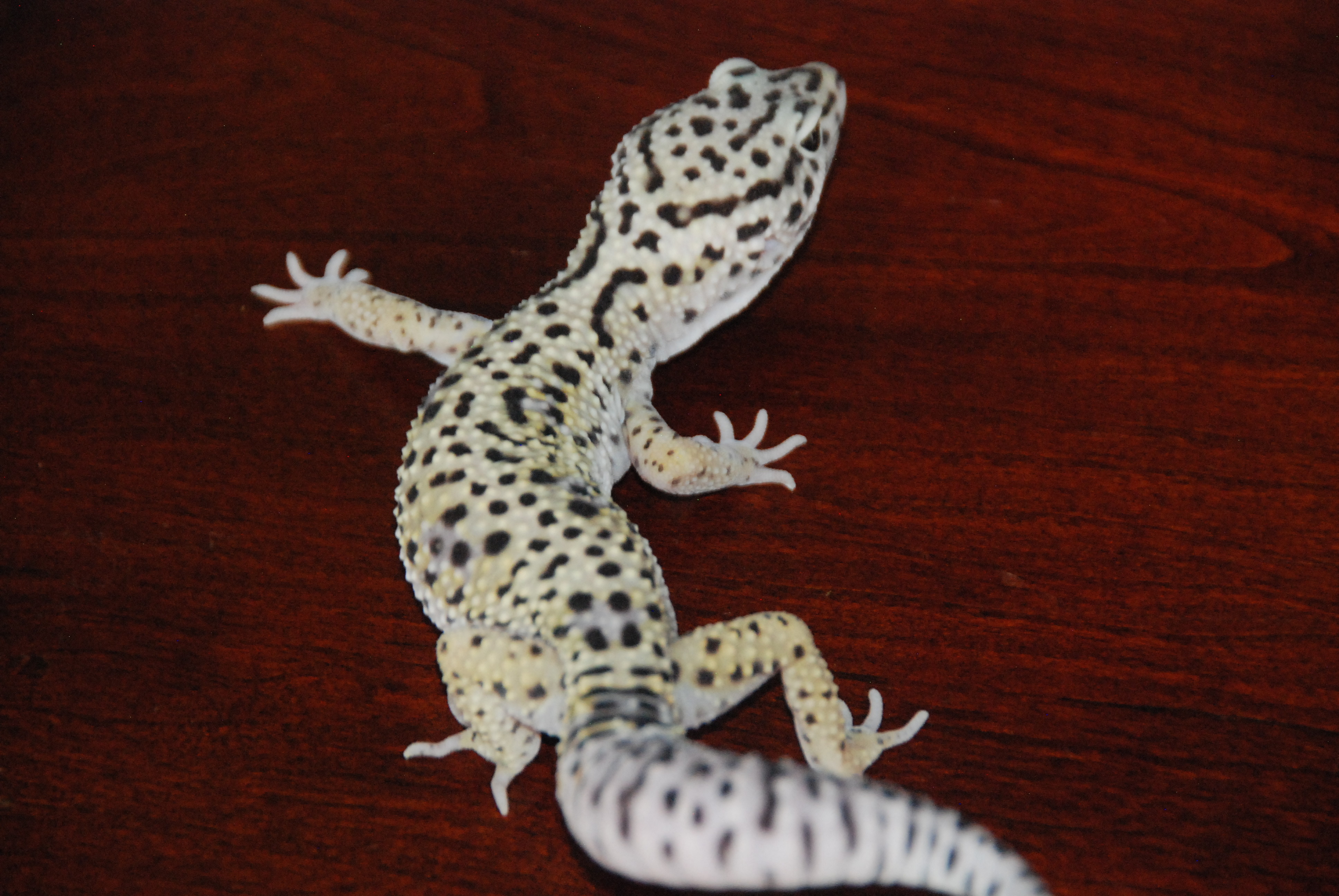 High Yellow Adult Male Leopard Gecko by 725 Reptiles