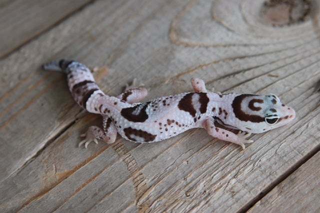 White Out Oreo African Fat-Tailed Gecko by 13 Reptiles