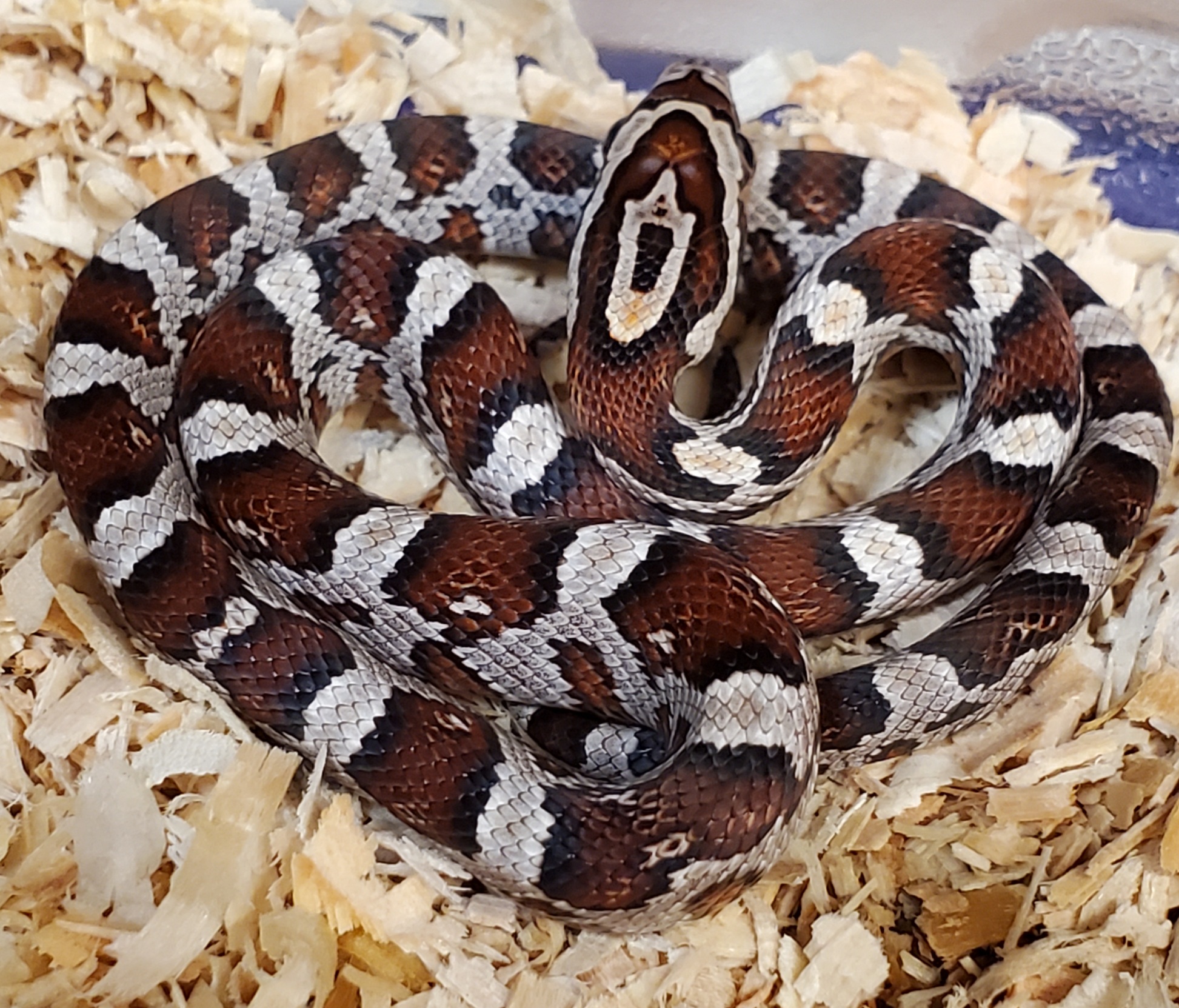 Miami Corn Snake by Low Belly Reptiles