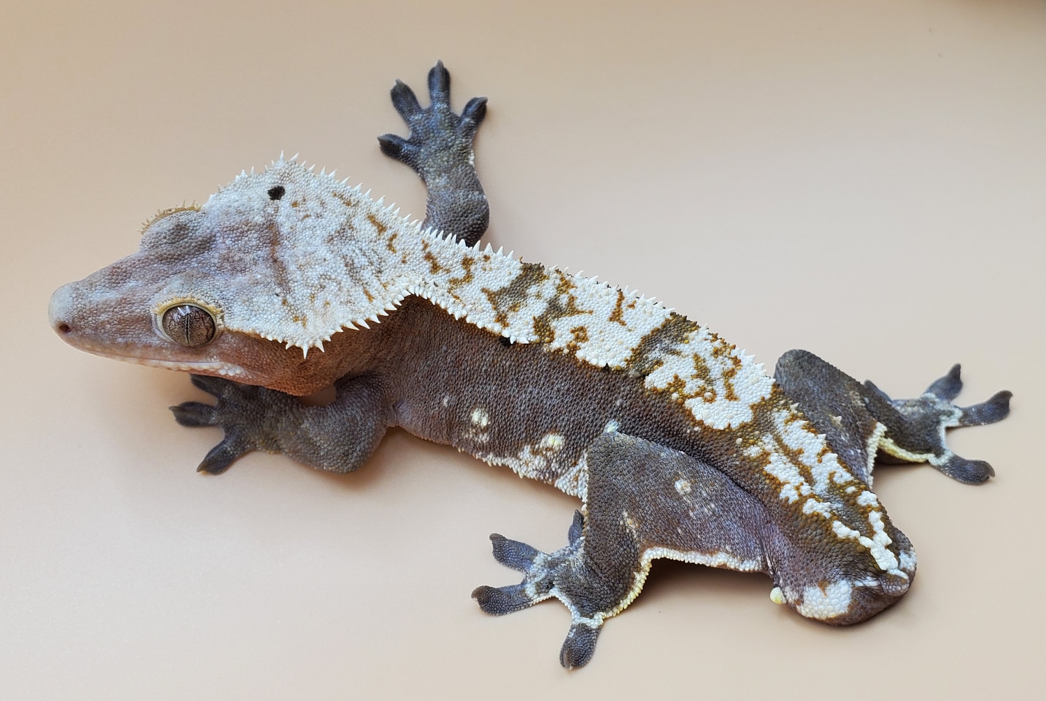 Blushing - Crested Gecko Traits - Morphpedia