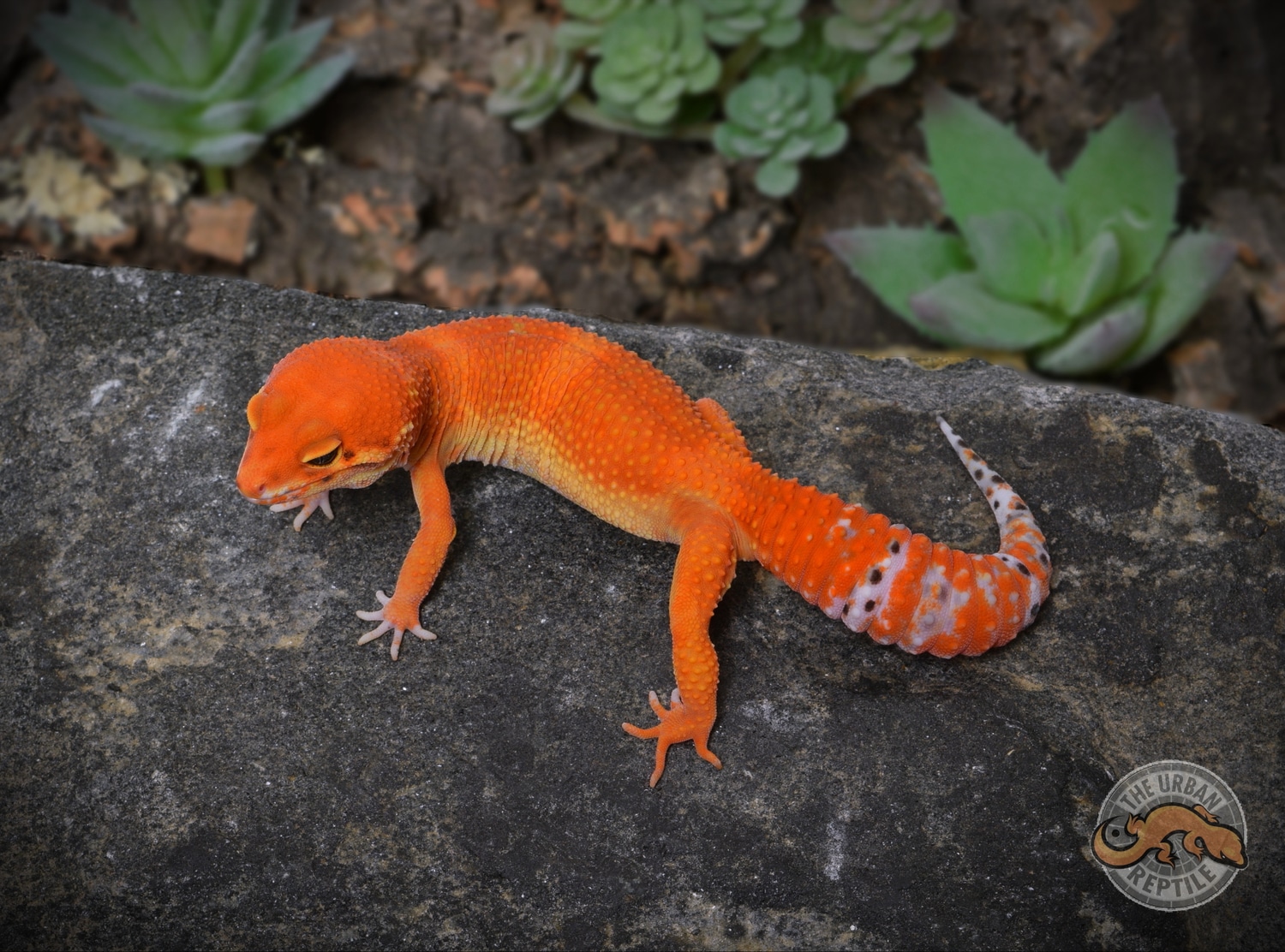 Electric Tangerine Leopard Gecko by The Urban Reptile