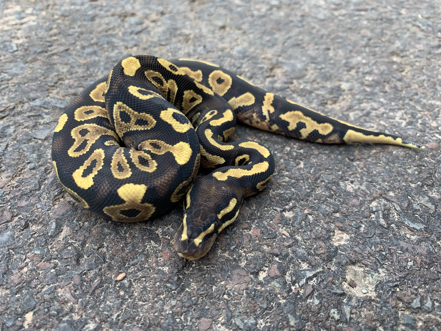 Astro Yellowbelly Ball Python by The Seventh Serpent