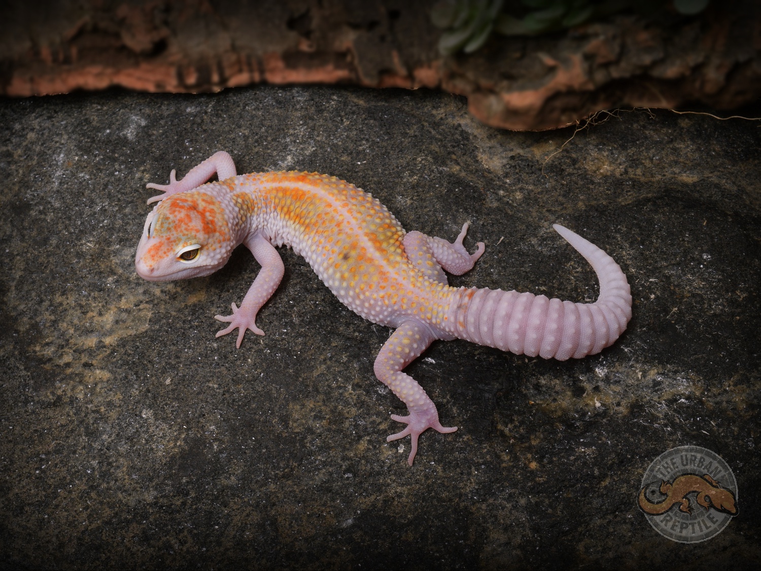 White & Yellow - Leopard Gecko Traits - Morphpedia