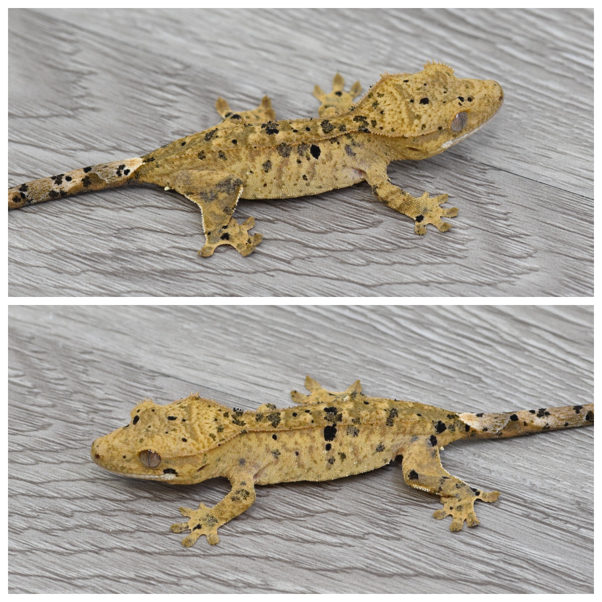 Ink Spot Oil Spot Red Spot Possible Super Dalmatian - Yellow Base Crested Gecko by Kryptiles