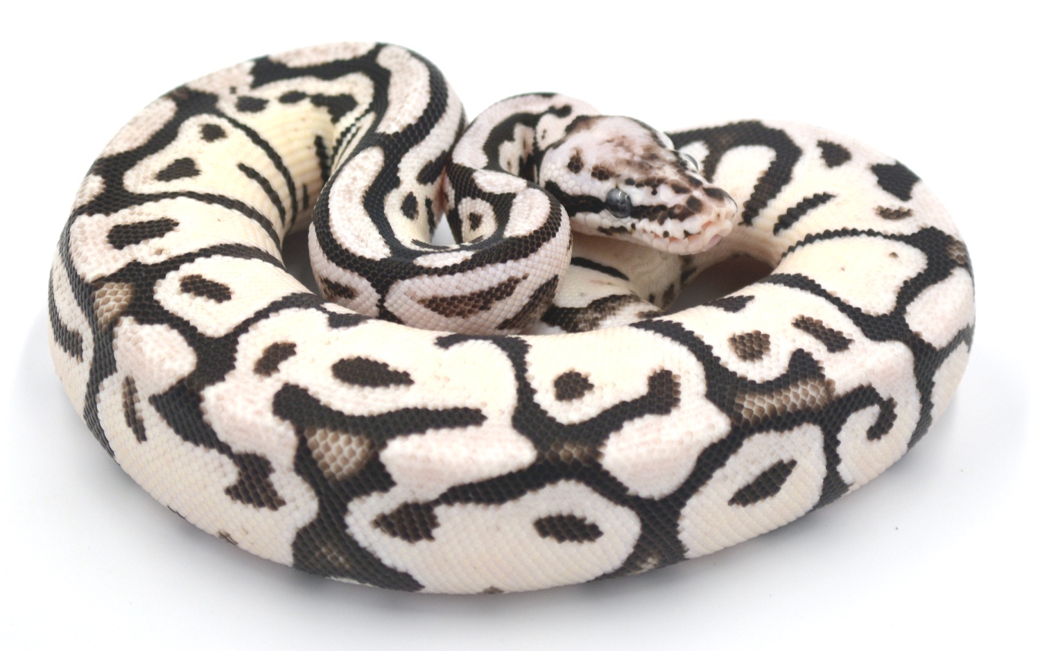 Pastel Vanilla Spotnose Vpi Axanthic Ball Python by Wreck room snakes
