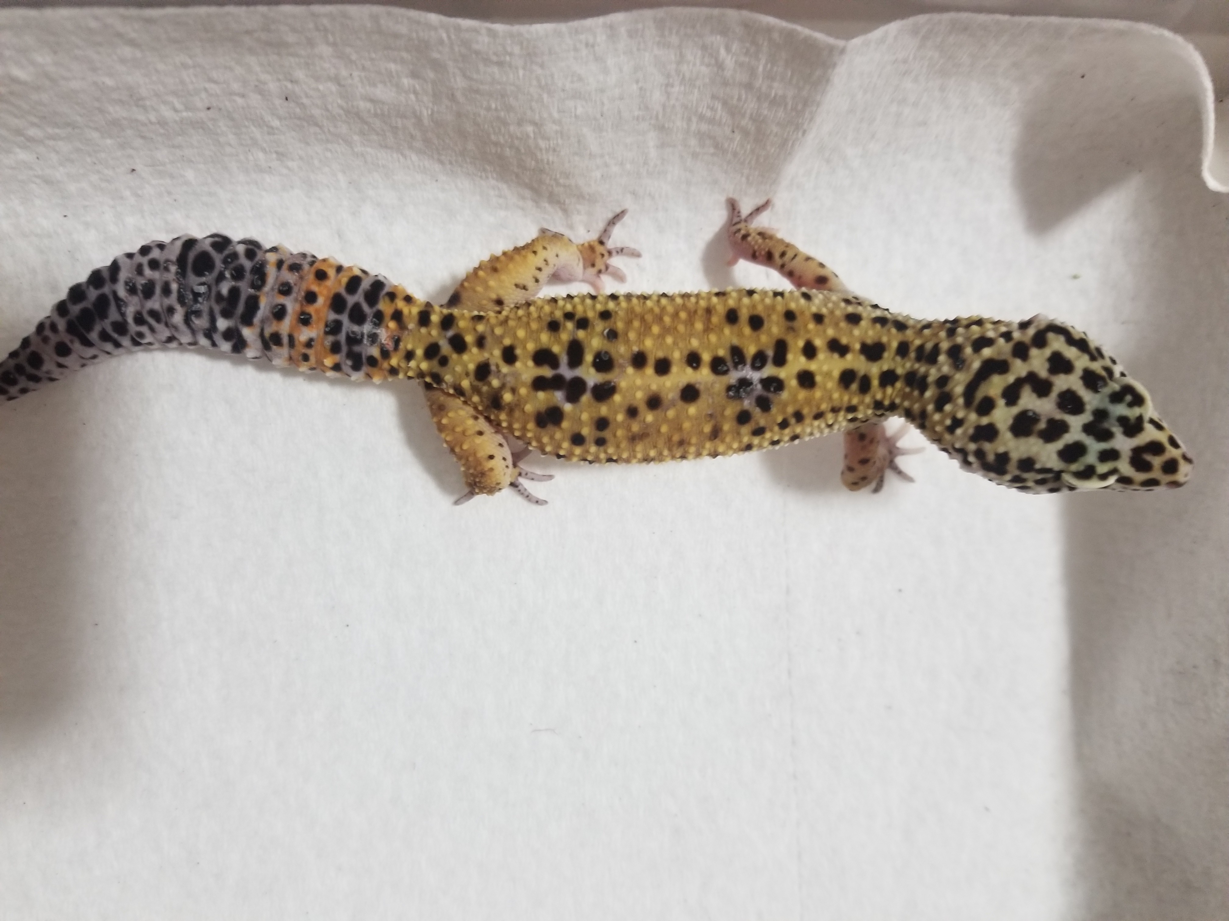 Normal Female Leopard Gecko by SabbathGeckos