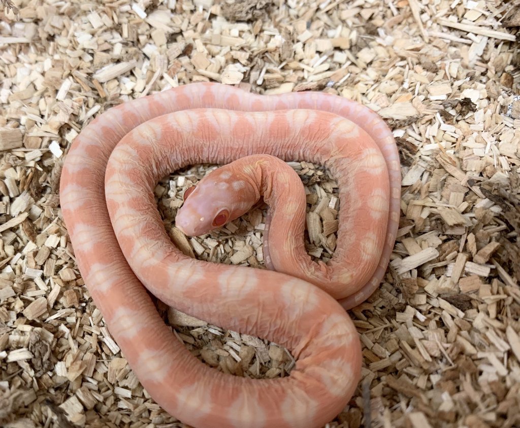 Scaleless Creamsicle Corn Snake by BHB Reptiles