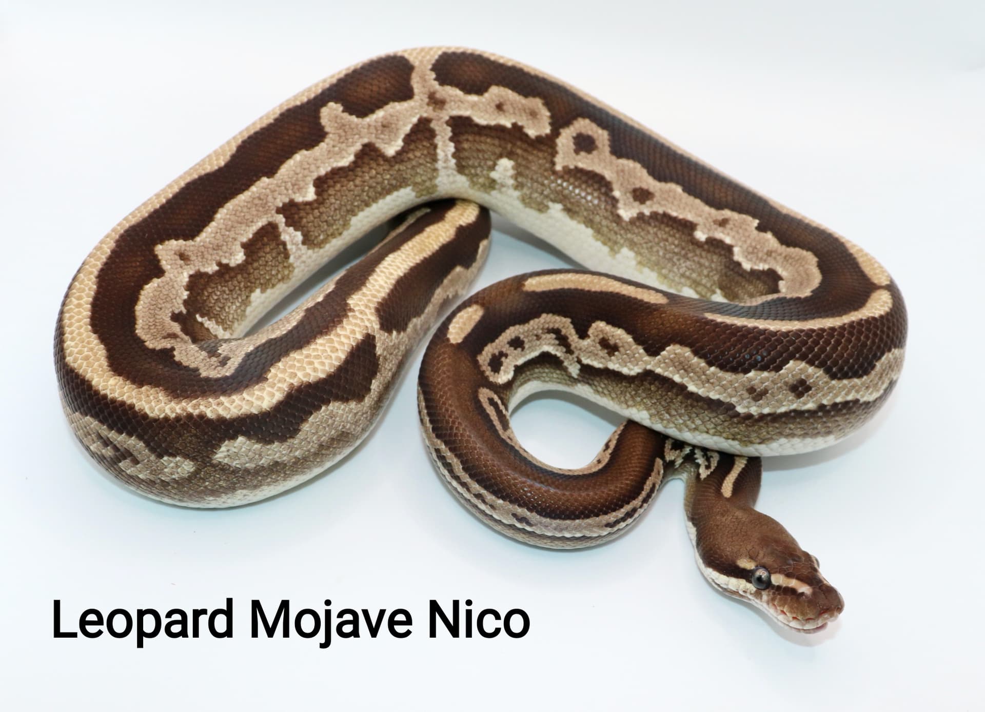 Leopard Mojave Nico by DNJ Pythons