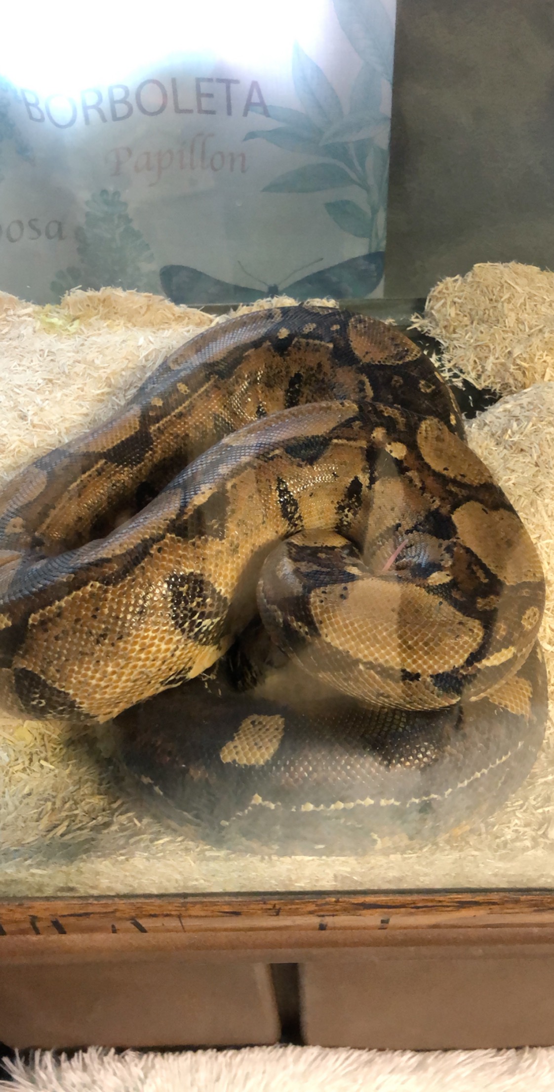Squaretail Boa Constrictor by Boa Besotted