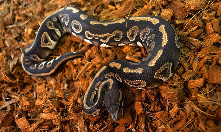 Black Lace Ball Python by Heady Herps